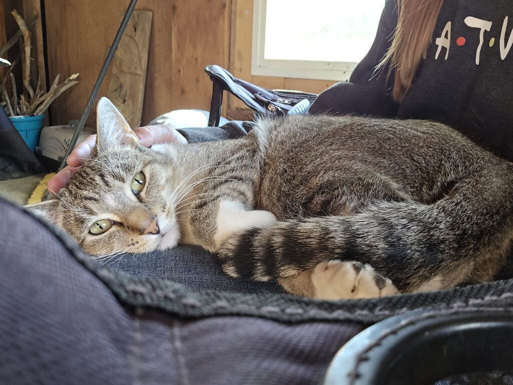 Ruby, Cat