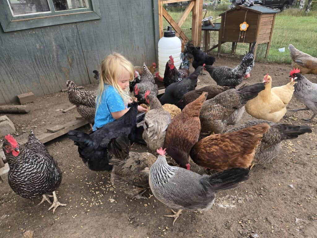 Chickens, Lots of chickens