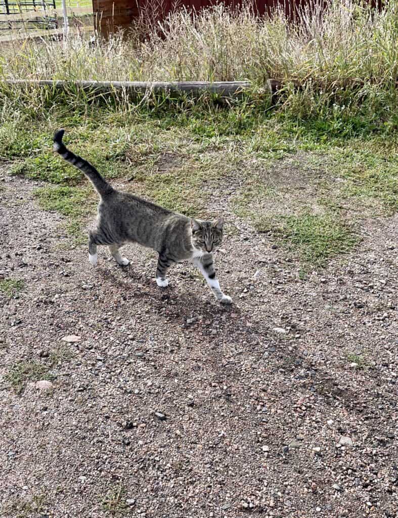 Raina, Cat