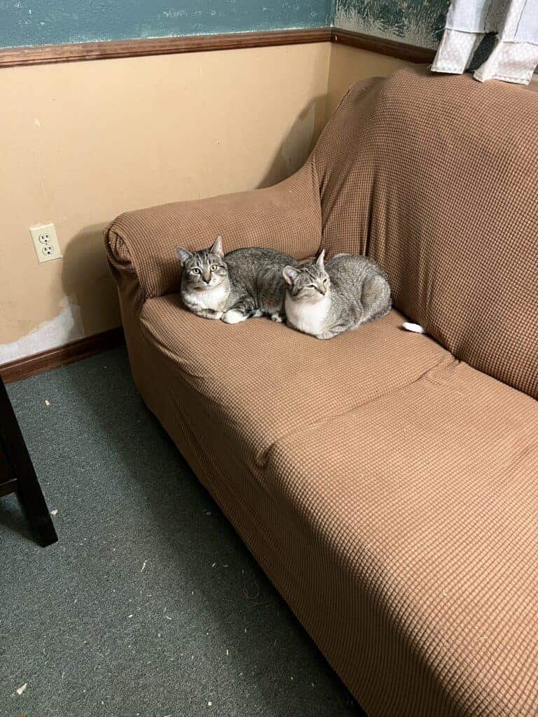 Two cats resting on a brown couch at Renewing Hope Ranch.