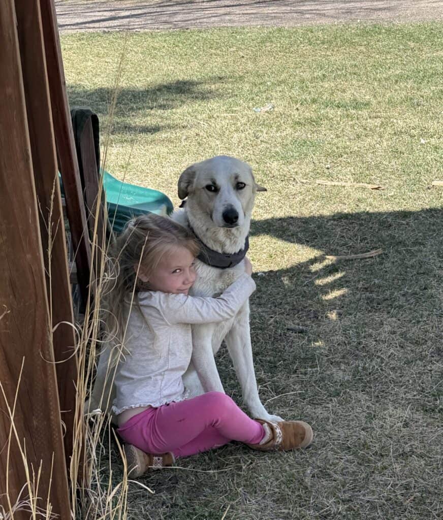 Lexi, Great pyrenees border collie mix