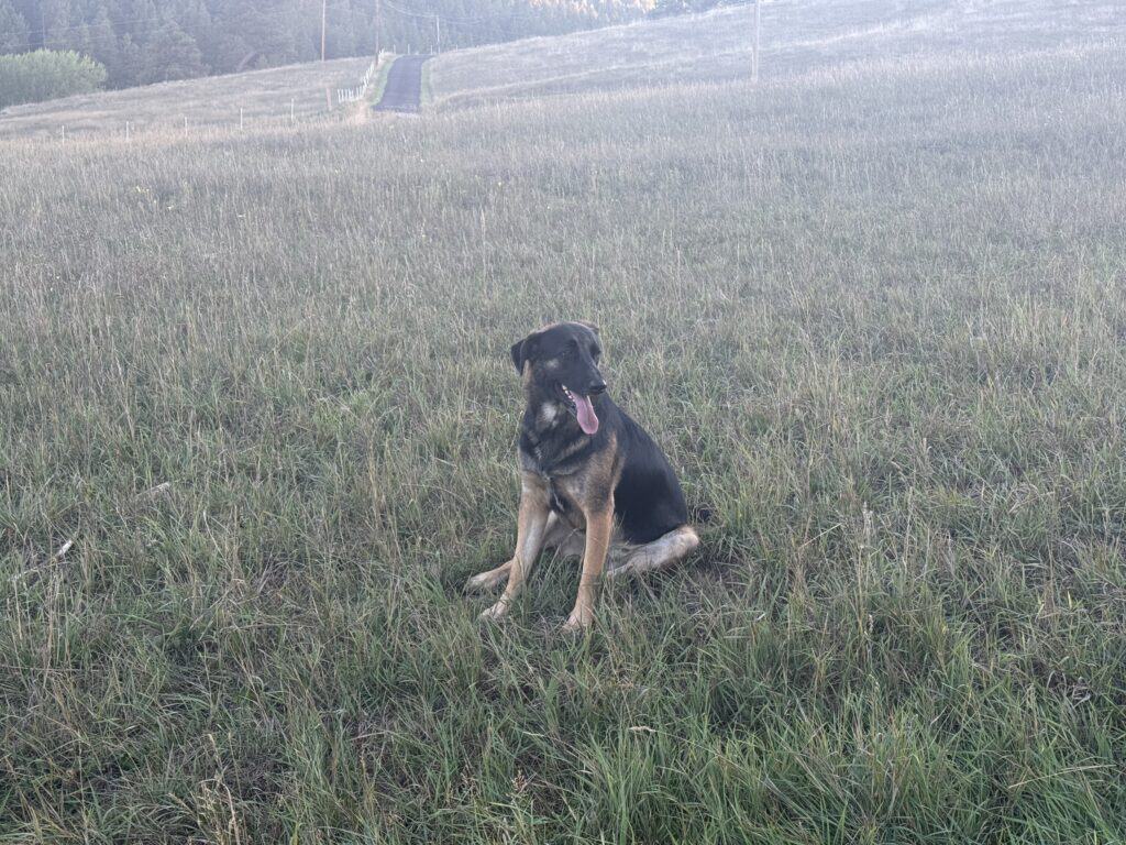 Zoey, German shepherd mix