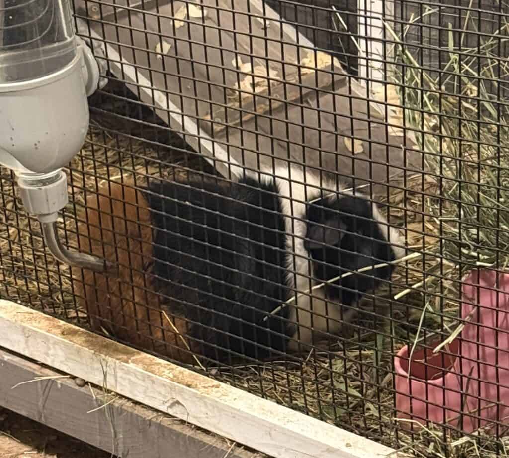 Guinea Pigs