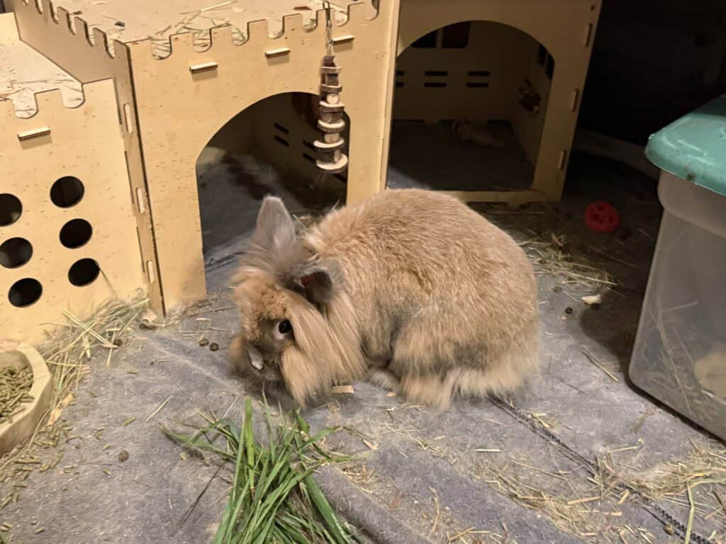 Brownie, Rabbit