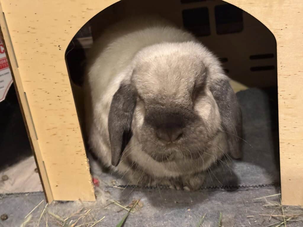 Dozer, Rabbit