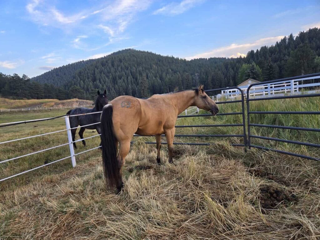 Dusty, Connection, trust, boundaries