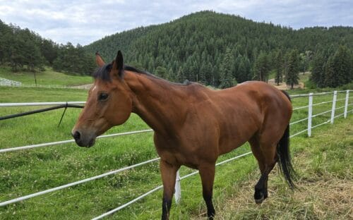 Brown horse standing in green pasture at Renewing Hope Ranch.