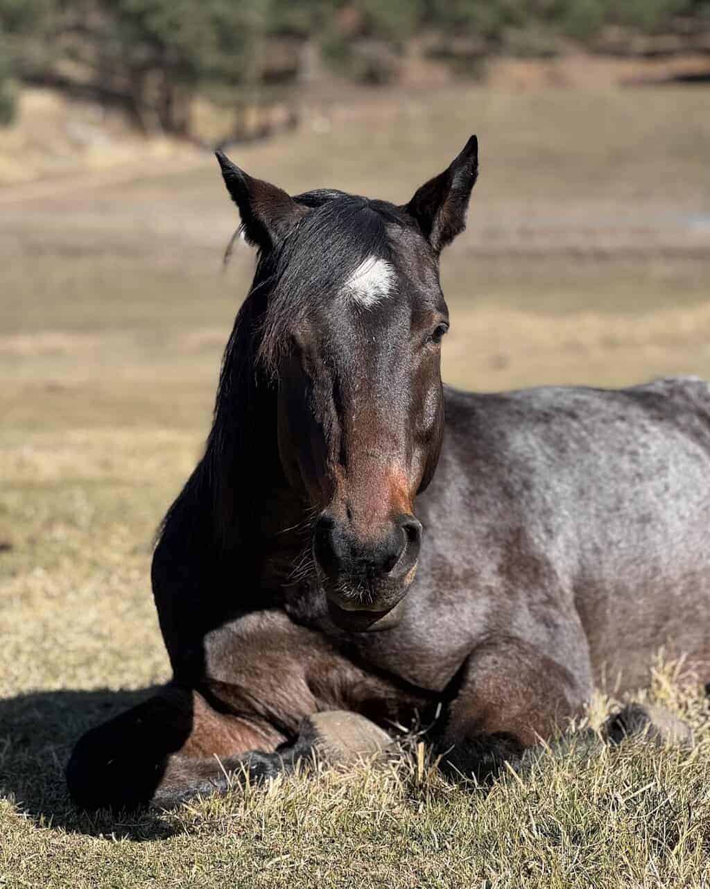 Black and gray horse resting on grass at Renewing Hope Ranch.